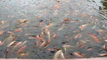 A group of vibrant goldfish eagerly swims to the surface photo