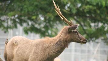 Also known as the Bawean hog deer, Axis kuhlii is a small and elusive deer species native to Bawean Island, Indonesia. photo