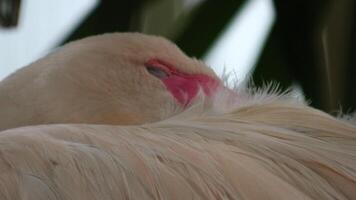 Flamingo or wildlife or Greater Flamingo, photo