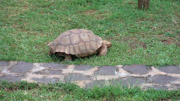 Close-up of a turtle gracefully moving through lush green grass. The sunlight highlights its textured shell and unique features. photo