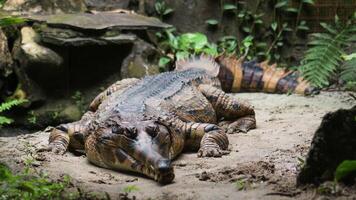 crocodiles in a manhole cage in a mini zoo, they are sunbathing. photo