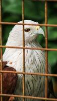 elang bondol, The Brahminy kite with sharp eyes perches inside the cage photo