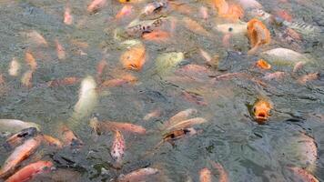 As fish food is scattered into the pond, the koi fish gracefully move in circles photo