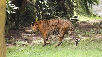 close-up image of a sumateran tiger or panthera tigris sondaica on sumateran tiger in is habitat inside a wildlife park photo