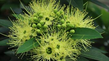 Xanthostemon is a genus of tree photo