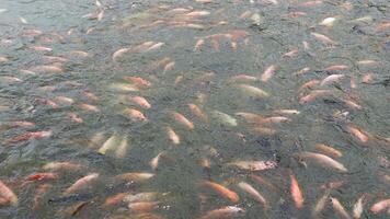 Dozens of goldfish of various colors photo