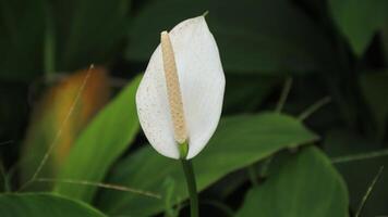 Alocasia cucullata is a species of flowering plant in the arum family known by the common names Chinese taro photo
