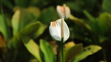 Alocasia cucullata is a species of flowering photo