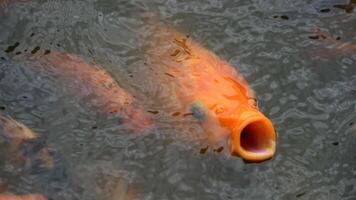 the goldfish rush forward photo
