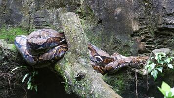 Reticulated python is on the tree photo