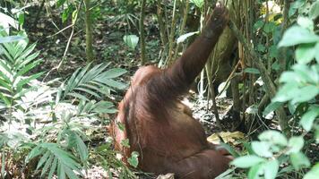 Sumatran Orang Utan relaxing on grass background photo