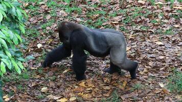Sumatran Orang Utan relax. The Sumatran orangutan is one of three species of orangutans. photo