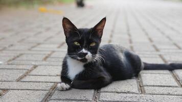 Portrait of a black cat face on the street. photo