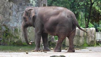 The Sumatran elephant, known for its intelligence and strong social bonds photo