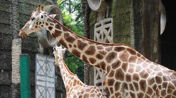 Angolan Giraffe or Giraffa camelopardalis angolensis. photo
