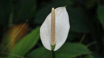 Chinese ape, Buddha's hand, andhooded dwarf elephant ear. photo