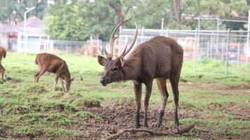 Axis kuhlii is a small and elusive deer species native to Bawean Island, Indonesia. photo