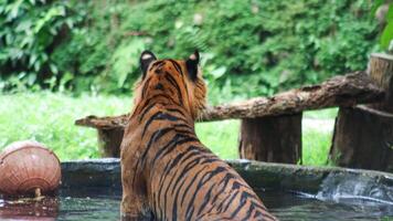 The Last Striped King of Sumatra photo