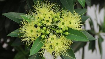 Xanthostemon is a genus of tree and shrub plants that are part of the Myrtaceae family photo