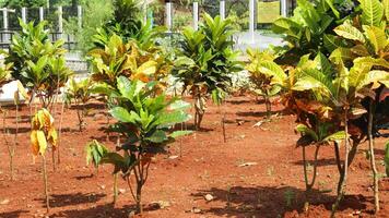 Codiaeum variegatum, Croton, plant with colorful ornamental foliage photo
