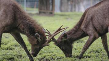 Male Bawean deer, Axis kuhlii also known as kuhl's hog deer or Bawean hog deer. Endemic species from Indonesia with critically endangered status. photo