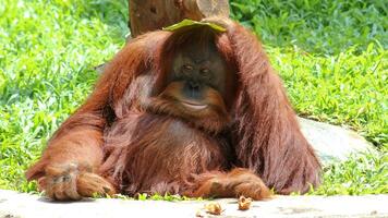 Sumatran Orang Utan relaxing on grass background. The Sumatran orangutan is one of three species of orangutans. photo