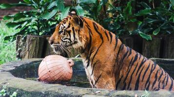 sumateran tiger in is habitat inside a wildlife park photo