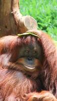 Funny expressions on the faces of orangutans photo