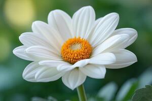 A stunning close-up of a white daisy flower with vibrant yellow center, set against a lush green background. photo