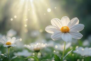 A delicate white daisy glistens in the morning light, surrounded by a field of blooming flowers and soft, ethereal bokeh. photo