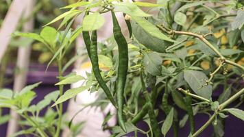fresh chili on the tree. photo