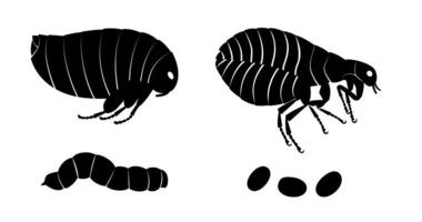 Illustrating the flea life cycle, highlighting various developmental stages from egg to larva and finally to adult flea vector