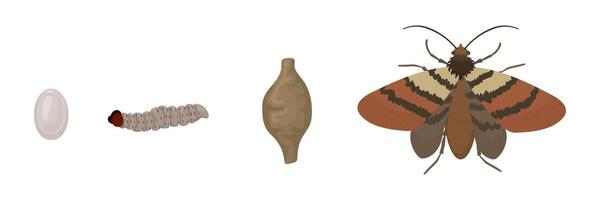 Complete life cycle of an Indian meal moth, featuring the four distinct stages of development, egg, larva, pupa, and adult moth, highlighting the process of metamorphosis vector
