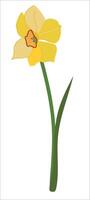 Spring flower isolated and on white background. Yellow daffodil with green leaf in flat style. Narcissus cardboard illustration. vector