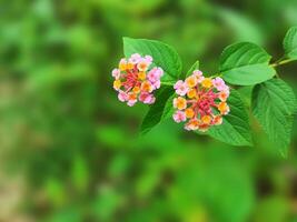 the beauty of the lantana camara flower with a blurred background photo