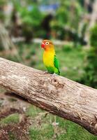 lovebird perched on wood with blurred background photo