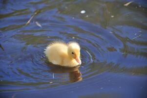 Cute Duckling Swimming in a Pond photo