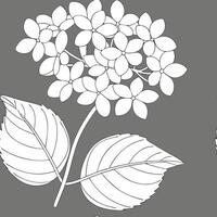 Minimalist hydrangea seamless tile pattern with simple white petals and soft grey accents ideal for modern kitchens concept as Simple white hydrangea petals and soft grey accents c Clean Pro 2 vector