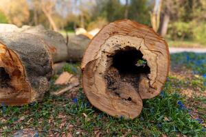 Detailed view of a fallen tree trunk with a hollow center surrounded by green grass and blue flowers in a sunny park photo