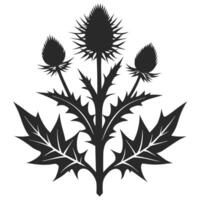 Elegant Scottish Thistle Silhouette Illustration Isolated On White Background For Design vector