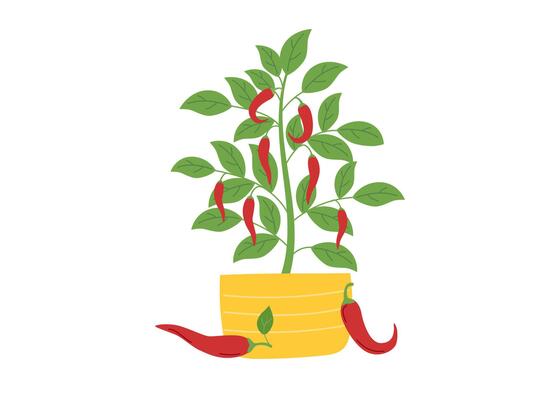 Pepper hoHot red pepper bush in flower pot isolated on white background. Gardening concept. Peper condiment.