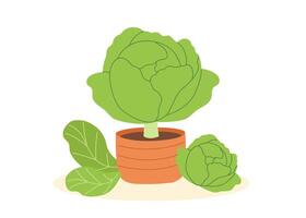 Cabbage in the pot isolated on white background. Gardening, harvest and food concept. vector