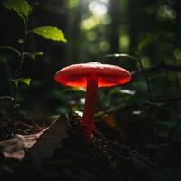 A red mushroom in the woods photo