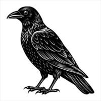 carrion crow corvus corone vector
