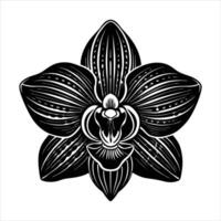 exotic orchid macro shot vector