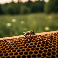 Honeybee on honeycomb in a field photo
