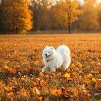 White Dog Running in Autumn Park photo