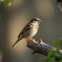 Eurasian Sparrow Perched on Branch, Sunny Forest photo