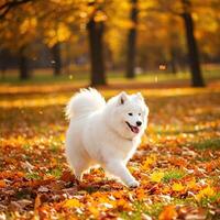 White Samoyed Dog Running in Autumn Park photo