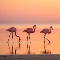 Pink Flamingos Feeding at Sunrise photo